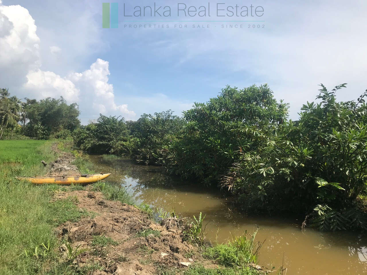 Tranquil paddy island in Koggala