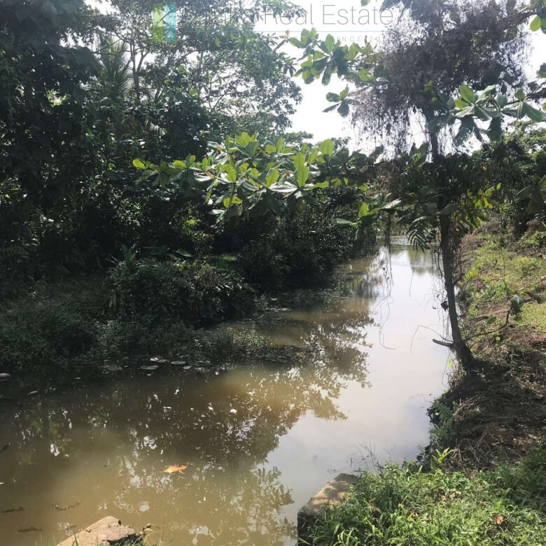 Tranquil paddy island in Koggala