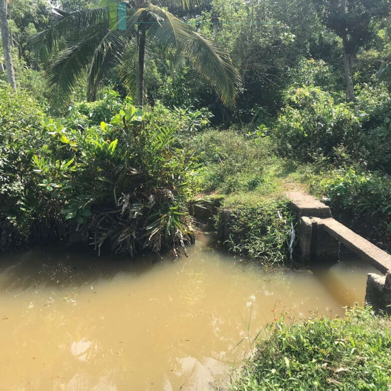 Tranquil paddy island in Koggala