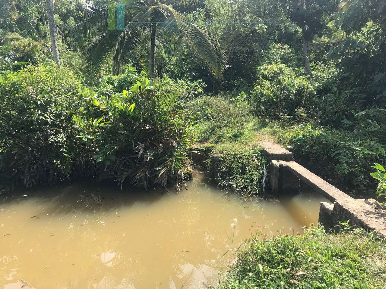 Tranquil paddy island in Koggala