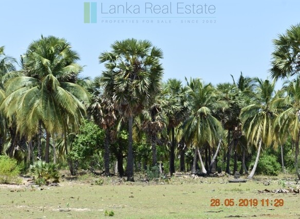 Six acres at a kite surfing location near Kalpitiya