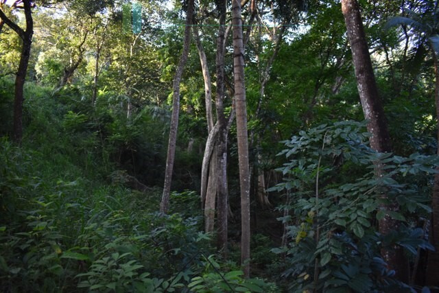 Six acres overlooking Kandy Lake