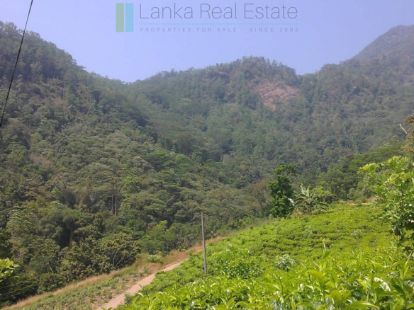 Twenty-one acre mixed estate at Kitulgala