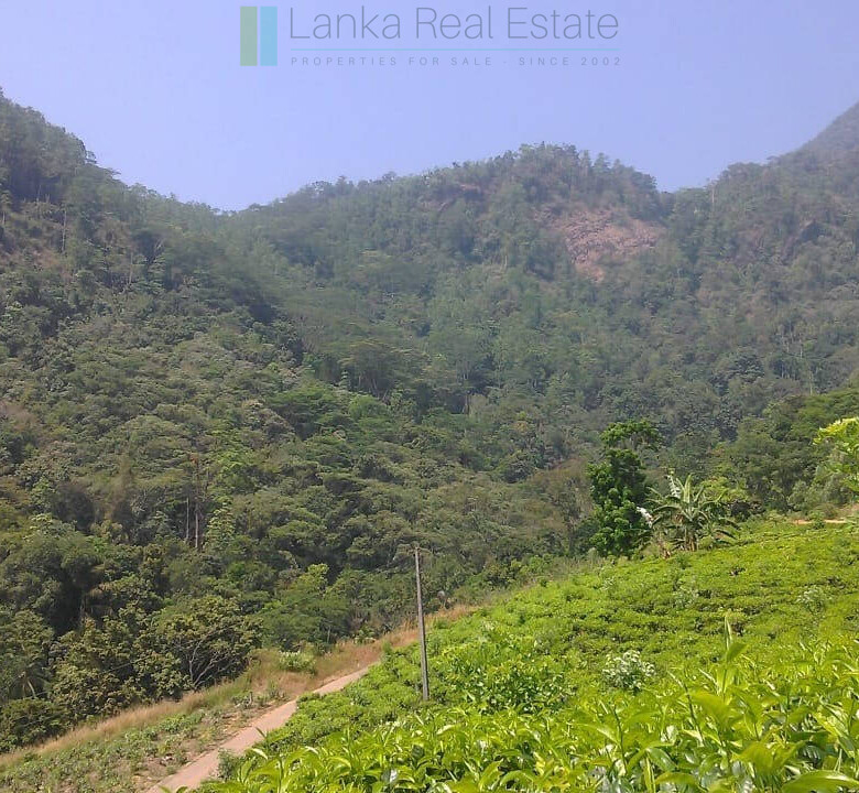 Twenty-one acre mixed estate at Kitulgala