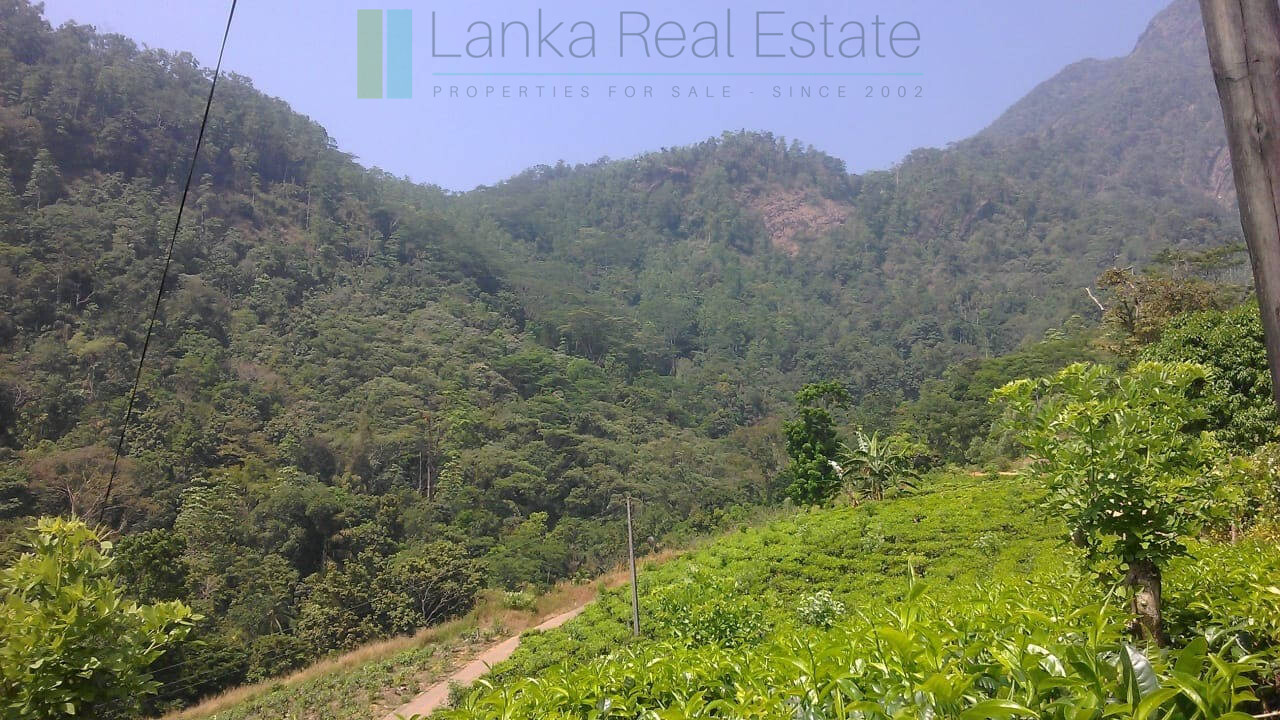 Twenty-one acre mixed estate at Kitulgala