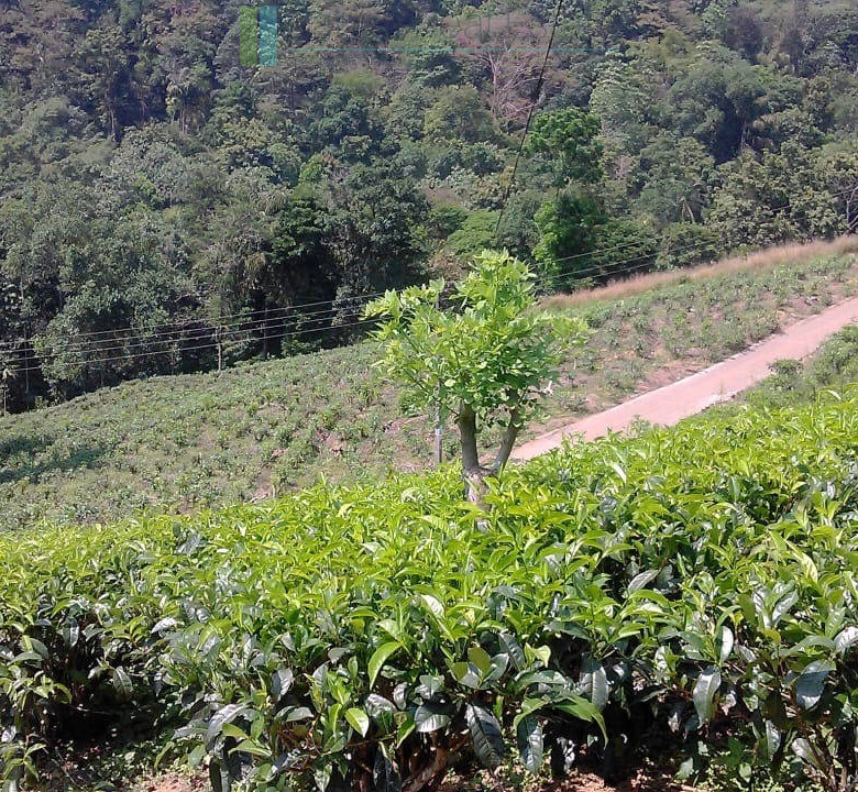 Twenty-one acre mixed estate at Kitulgala