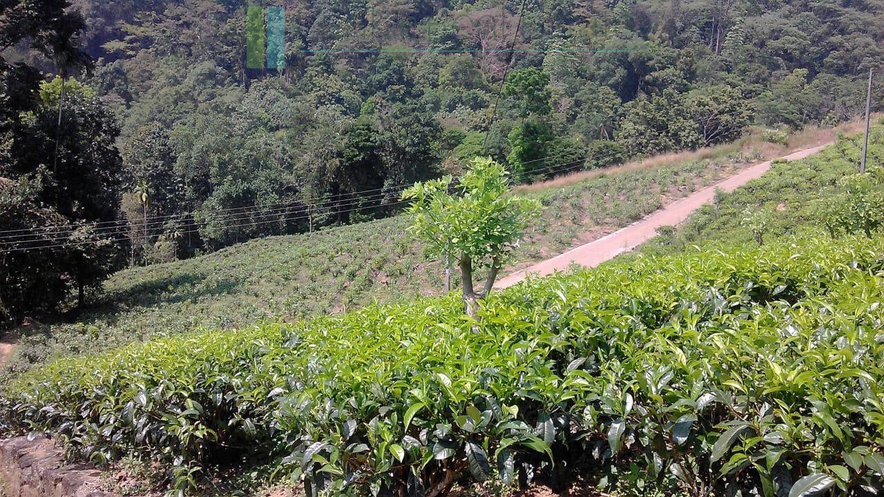 Twenty-one acre mixed estate at Kitulgala