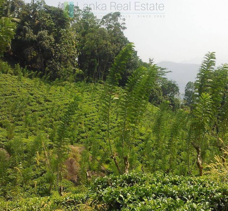 Twenty-one acre mixed estate at Kitulgala