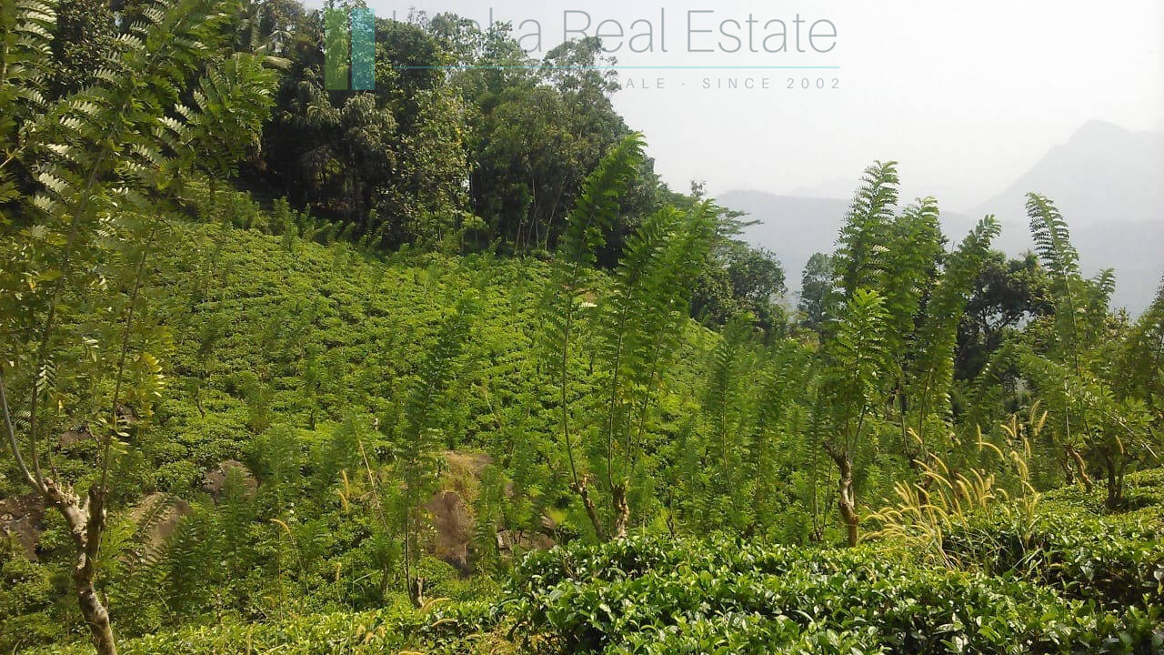 Twenty-one acre mixed estate at Kitulgala