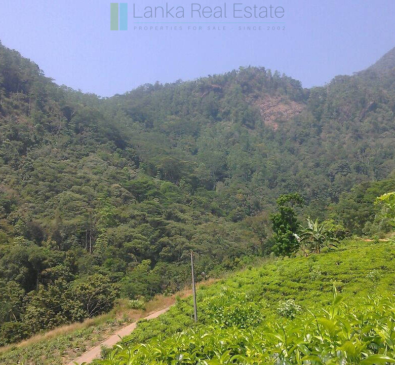 Twenty-one acre mixed estate at Kitulgala