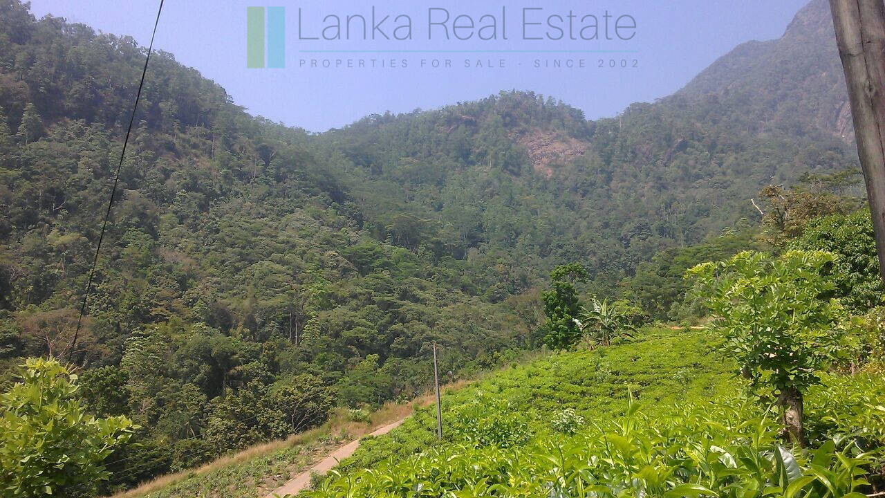 Twenty-one acre mixed estate at Kitulgala