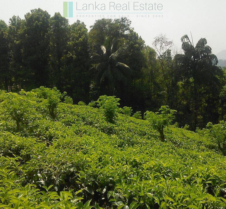 Twenty-one acre mixed estate at Kitulgala