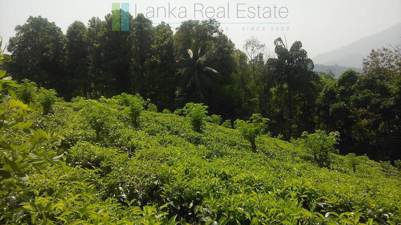 Twenty-one acre mixed estate at Kitulgala