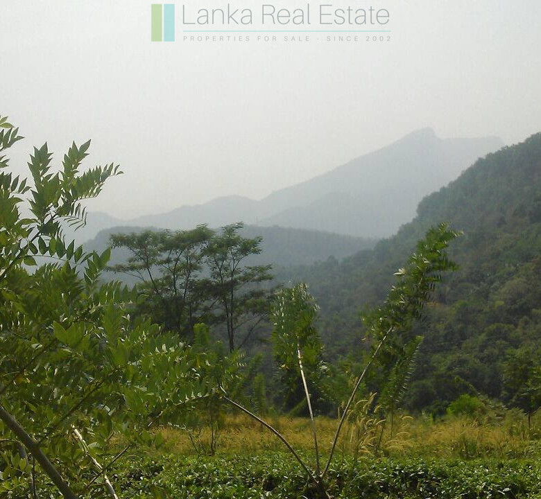 Twenty-one acre mixed estate at Kitulgala