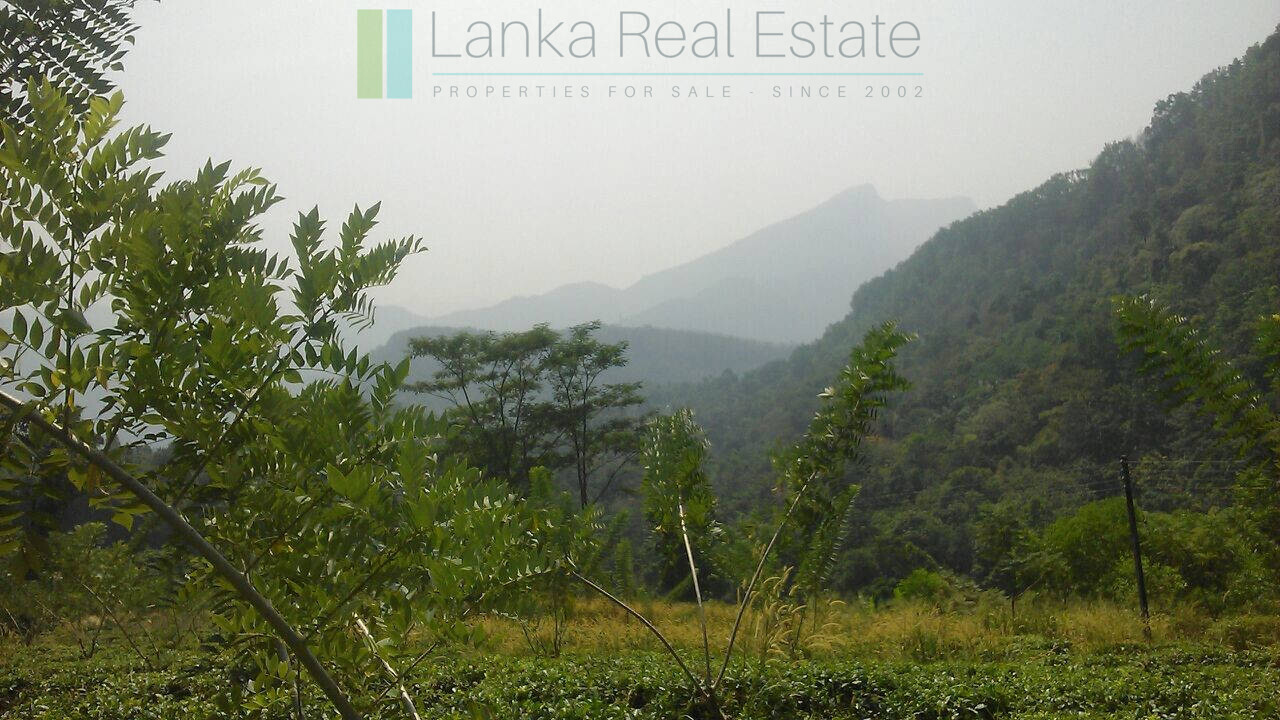 Twenty-one acre mixed estate at Kitulgala