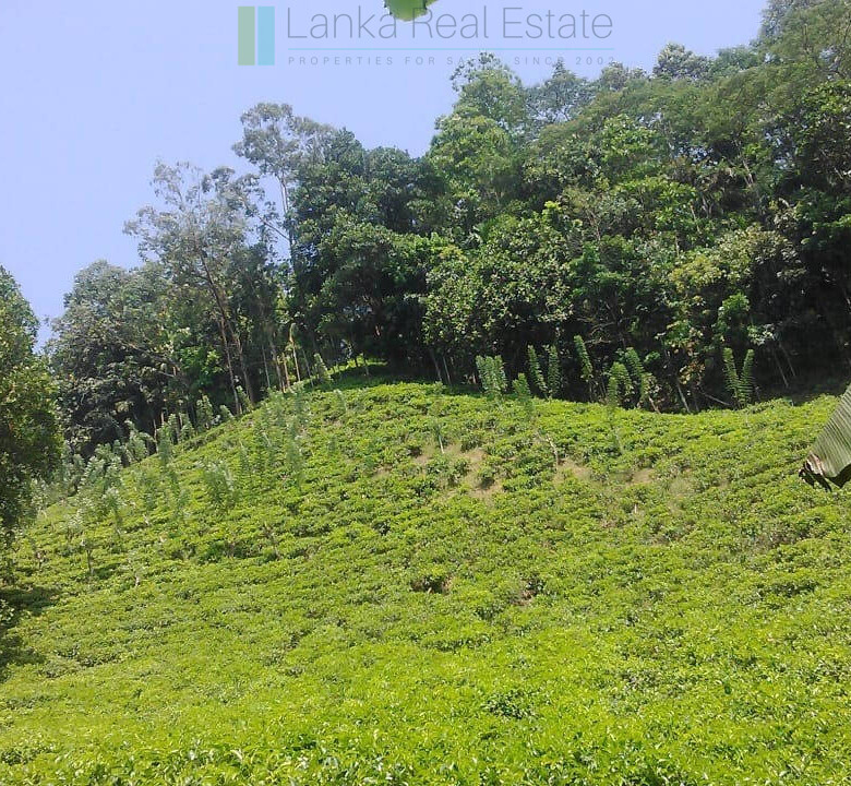 Twenty-one acre mixed estate at Kitulgala
