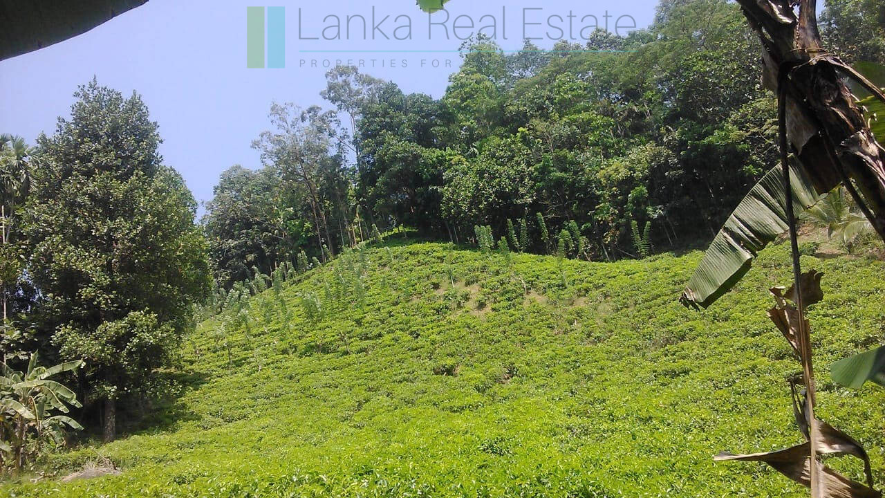 Twenty-one acre mixed estate at Kitulgala