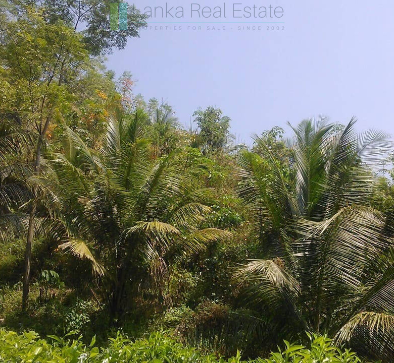 Twenty-one acre mixed estate at Kitulgala
