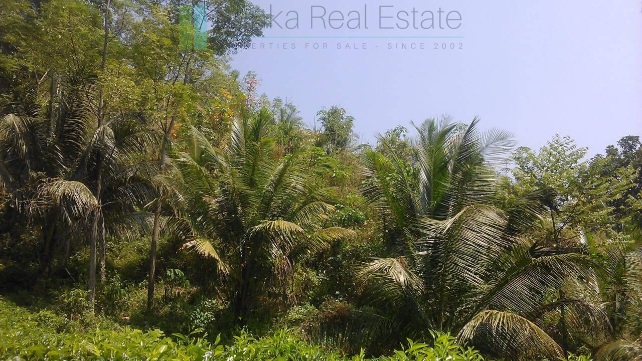 Twenty-one acre mixed estate at Kitulgala