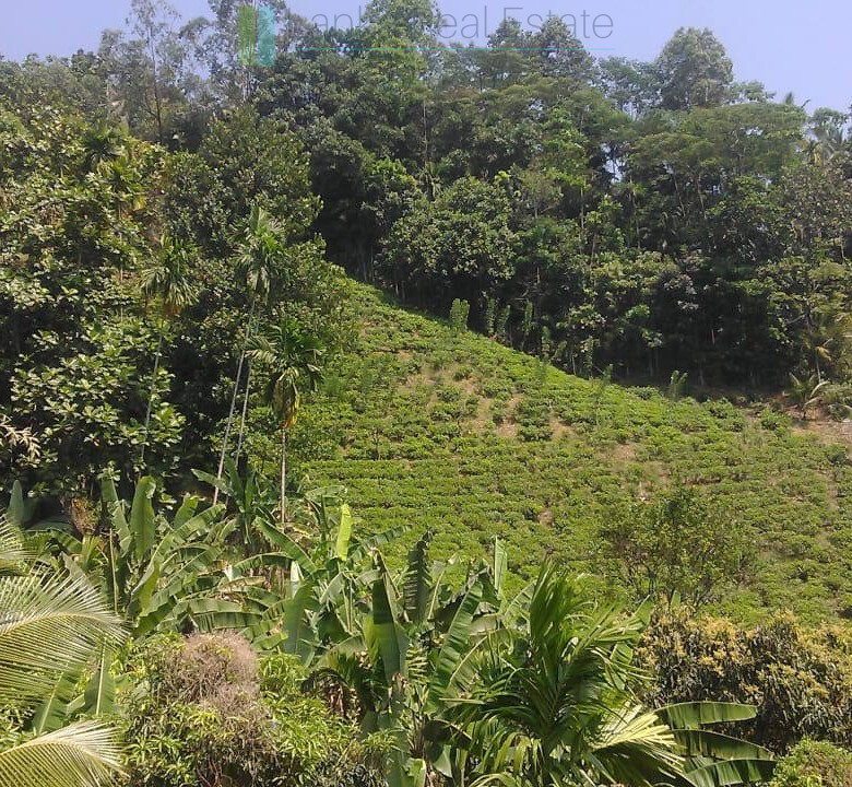 Twenty-one acre mixed estate at Kitulgala