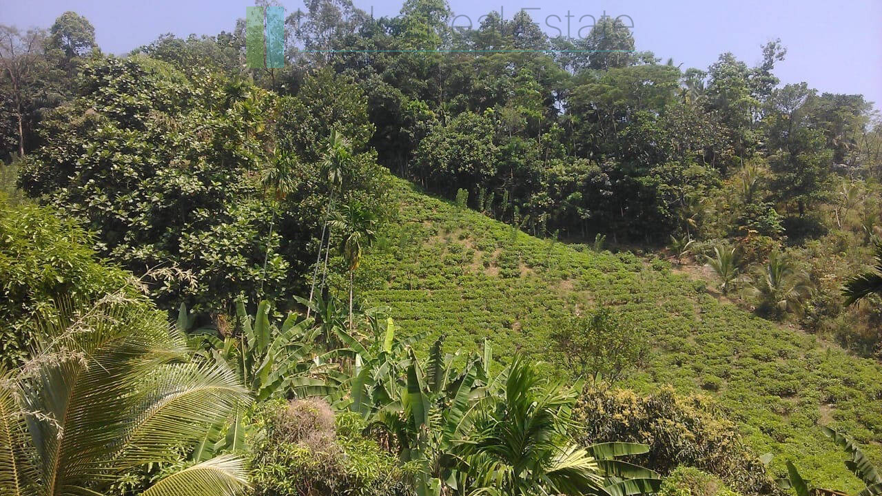 Twenty-one acre mixed estate at Kitulgala