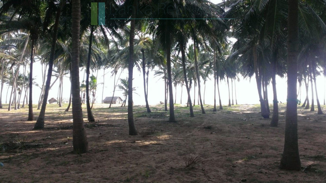 Beachfront plot near Kalpitiya