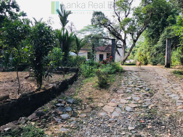 Deco style house on seven acres with tea