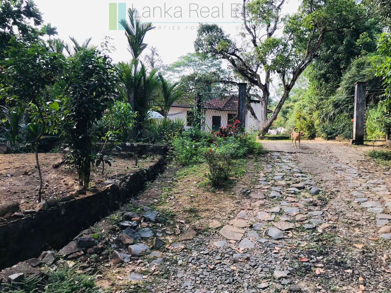 deco-style-house-for-sale-in-sri-lanka-seven-acres-with-tea-3 Deco style house on seven acres with tea
