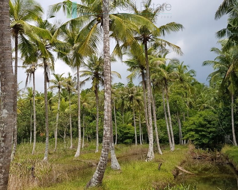 Tranquil eleven acres near Talpe