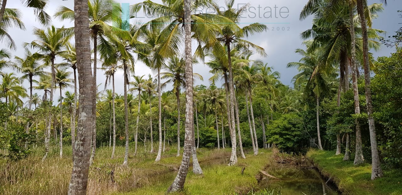 Tranquil eleven acres near Talpe
