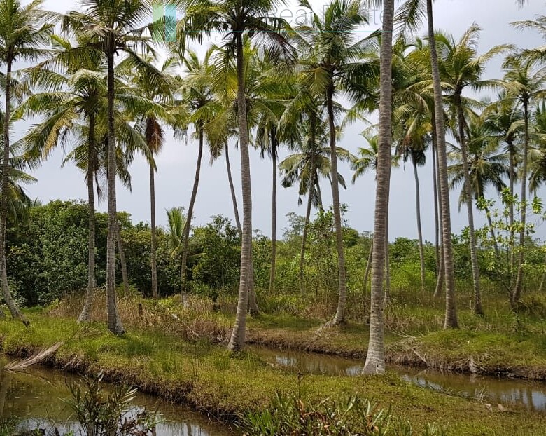 Tranquil eleven acres near Talpe