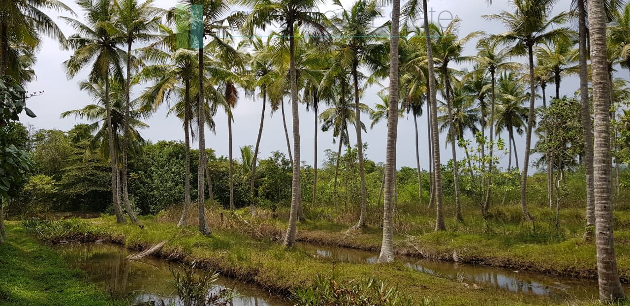 Tranquil eleven acres near Talpe
