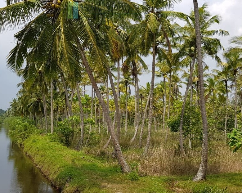 Tranquil eleven acres near Talpe