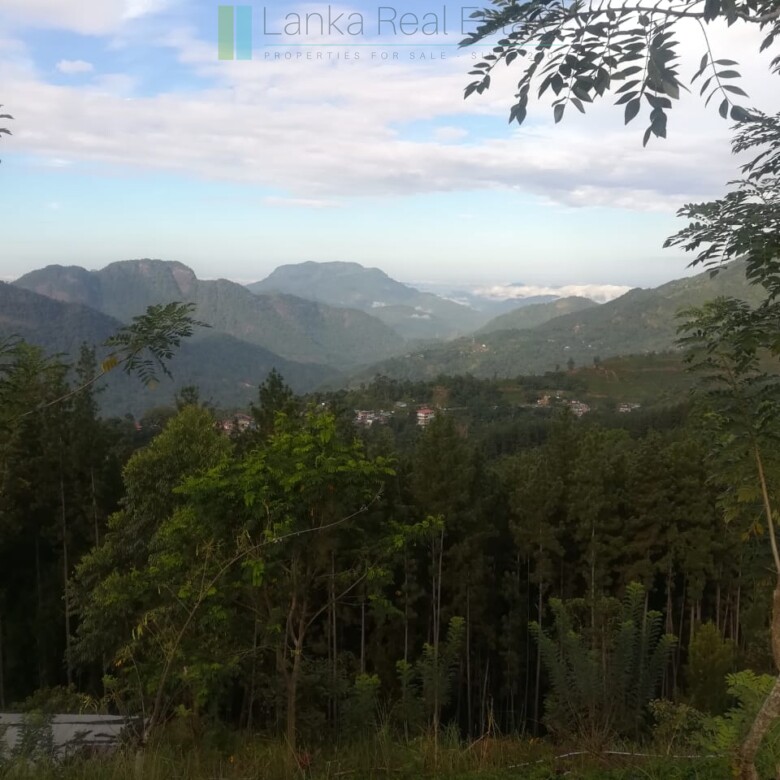 Thirty three acres in hill country with small tea estate