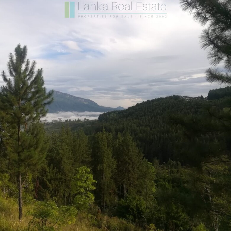 Thirty three acres in hill country with small tea estate