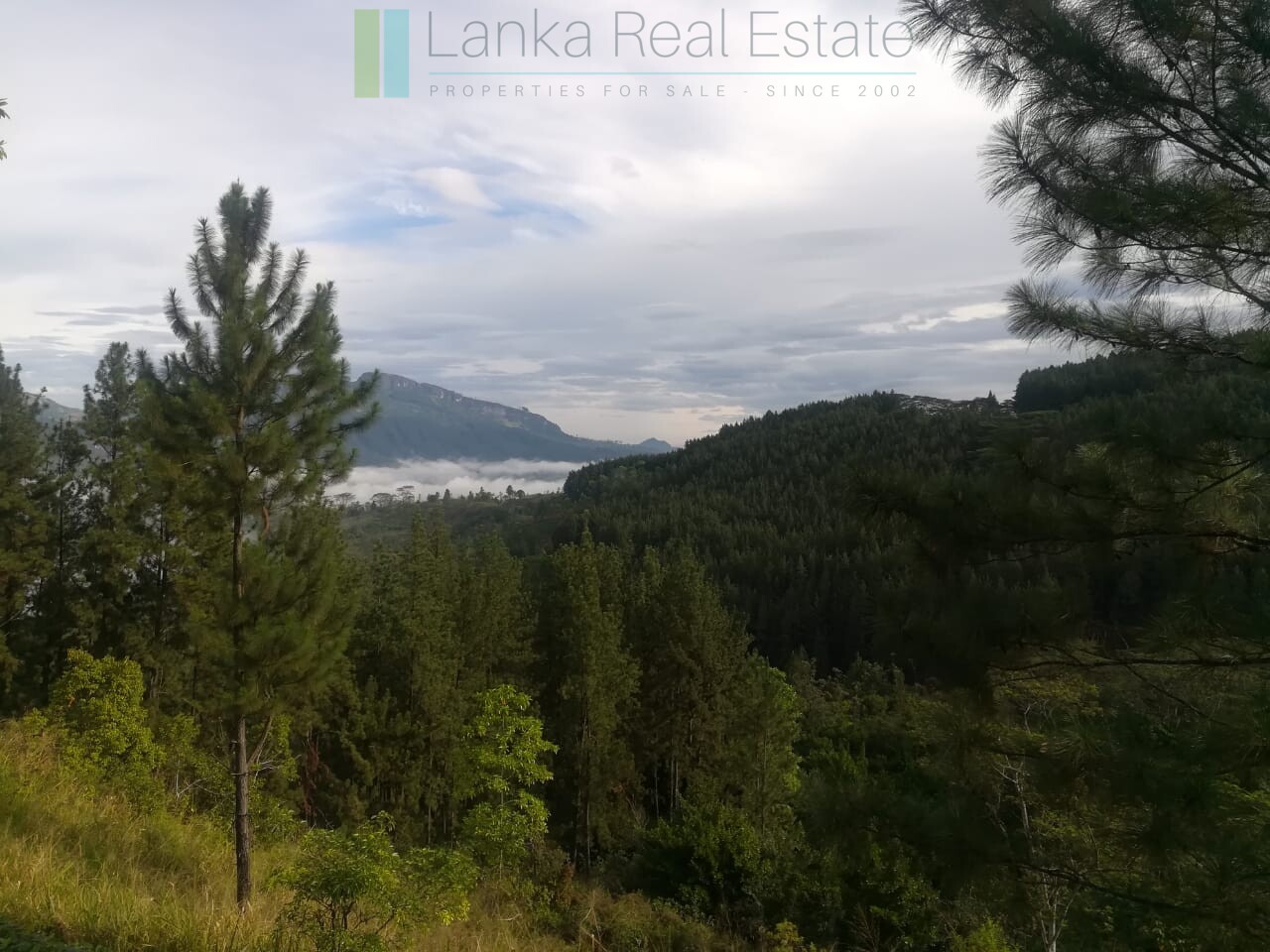 Thirty three acres in hill country with small tea estate