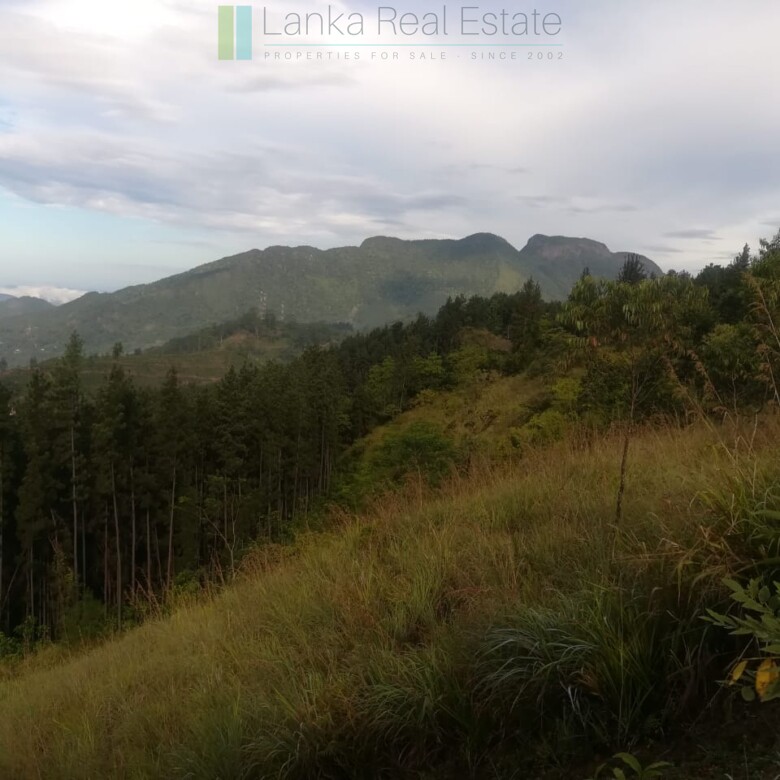 Thirty three acres in hill country with small tea estate