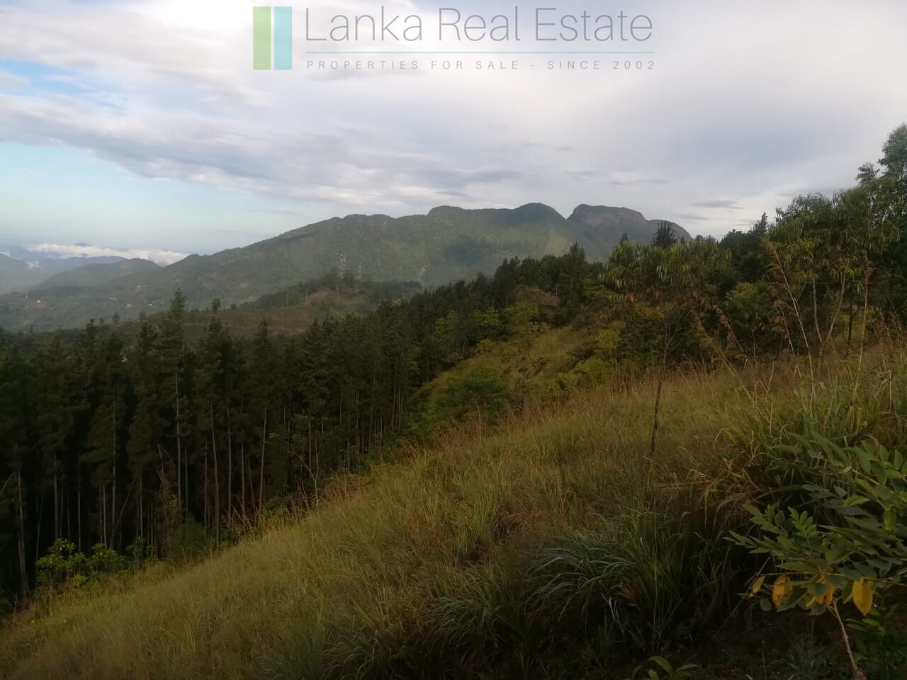 Thirty three acres in hill country with small tea estate