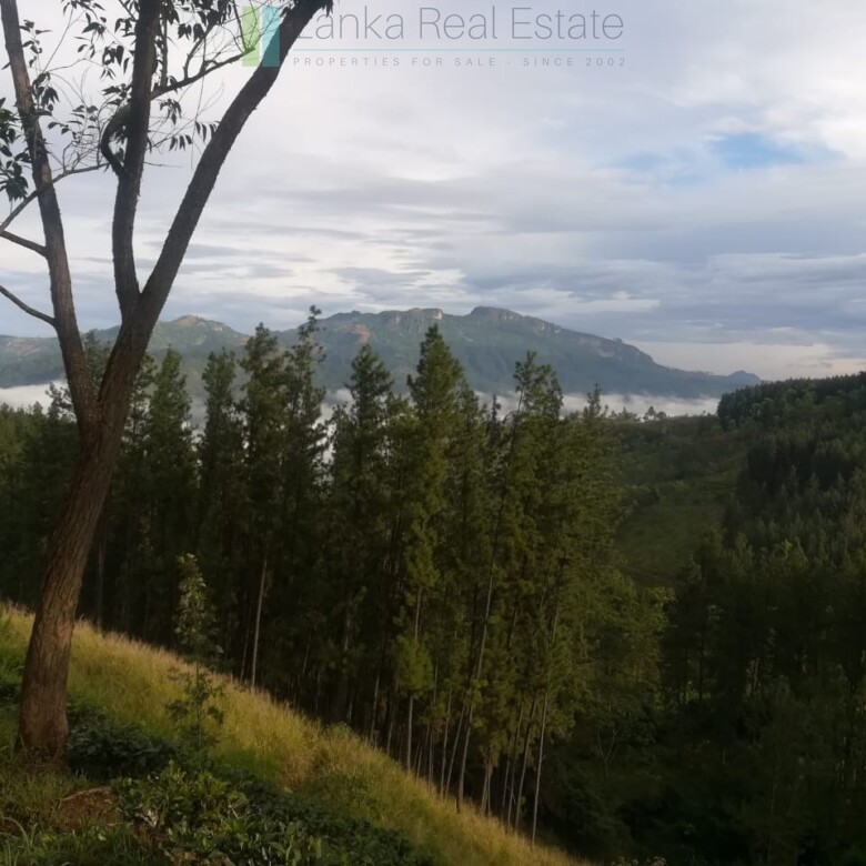 Thirty three acres in hill country with small tea estate