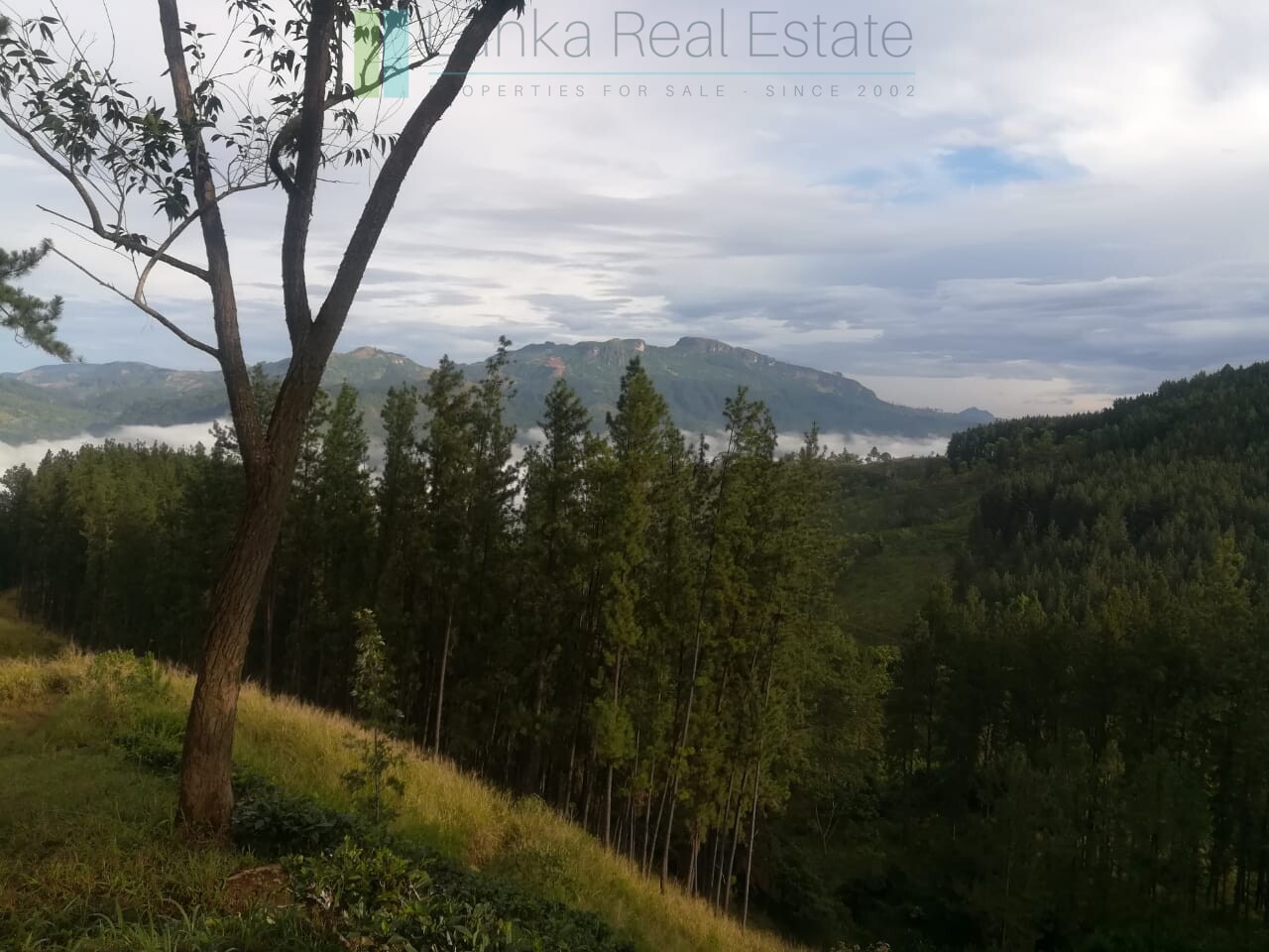 Thirty three acres in hill country with small tea estate