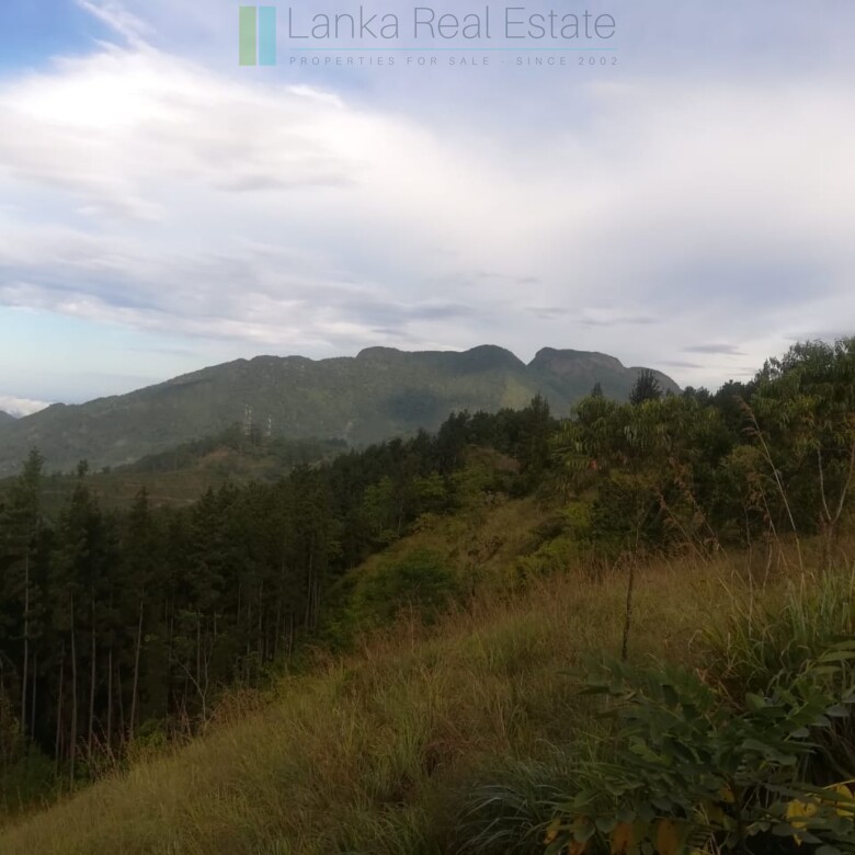 Thirty three acres in hill country with small tea estate