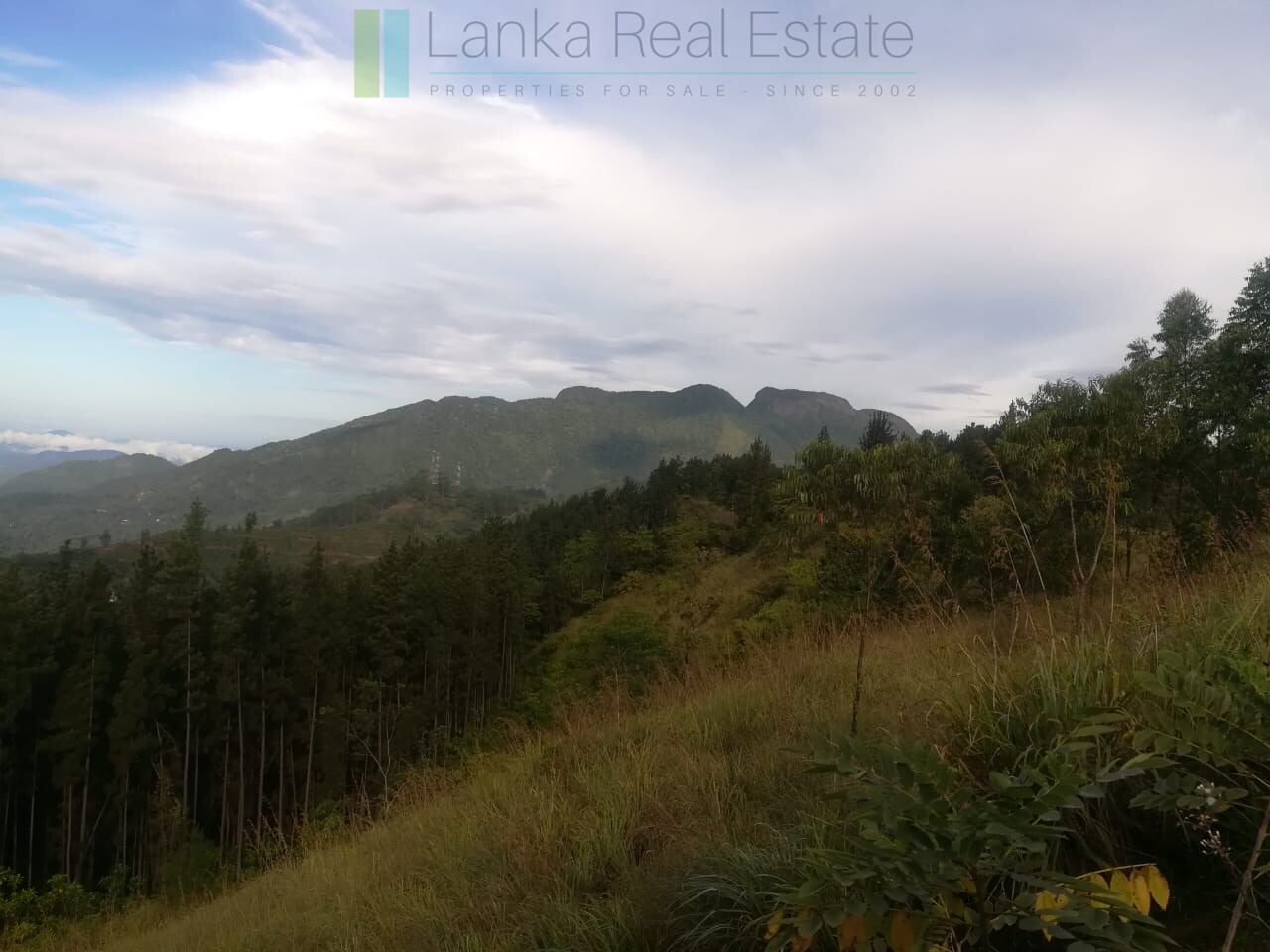 Thirty three acres in hill country with small tea estate