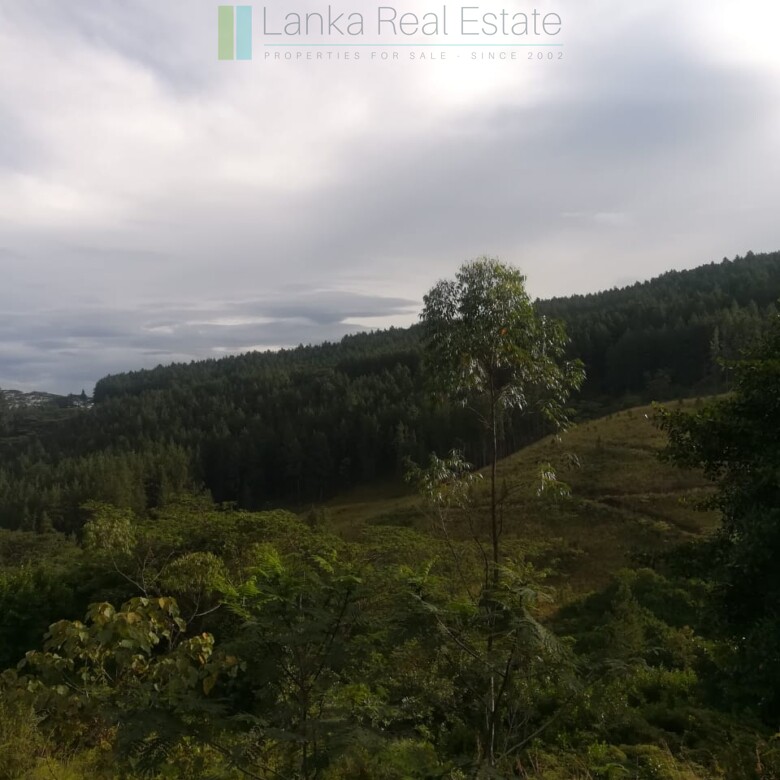 Thirty three acres in hill country with small tea estate