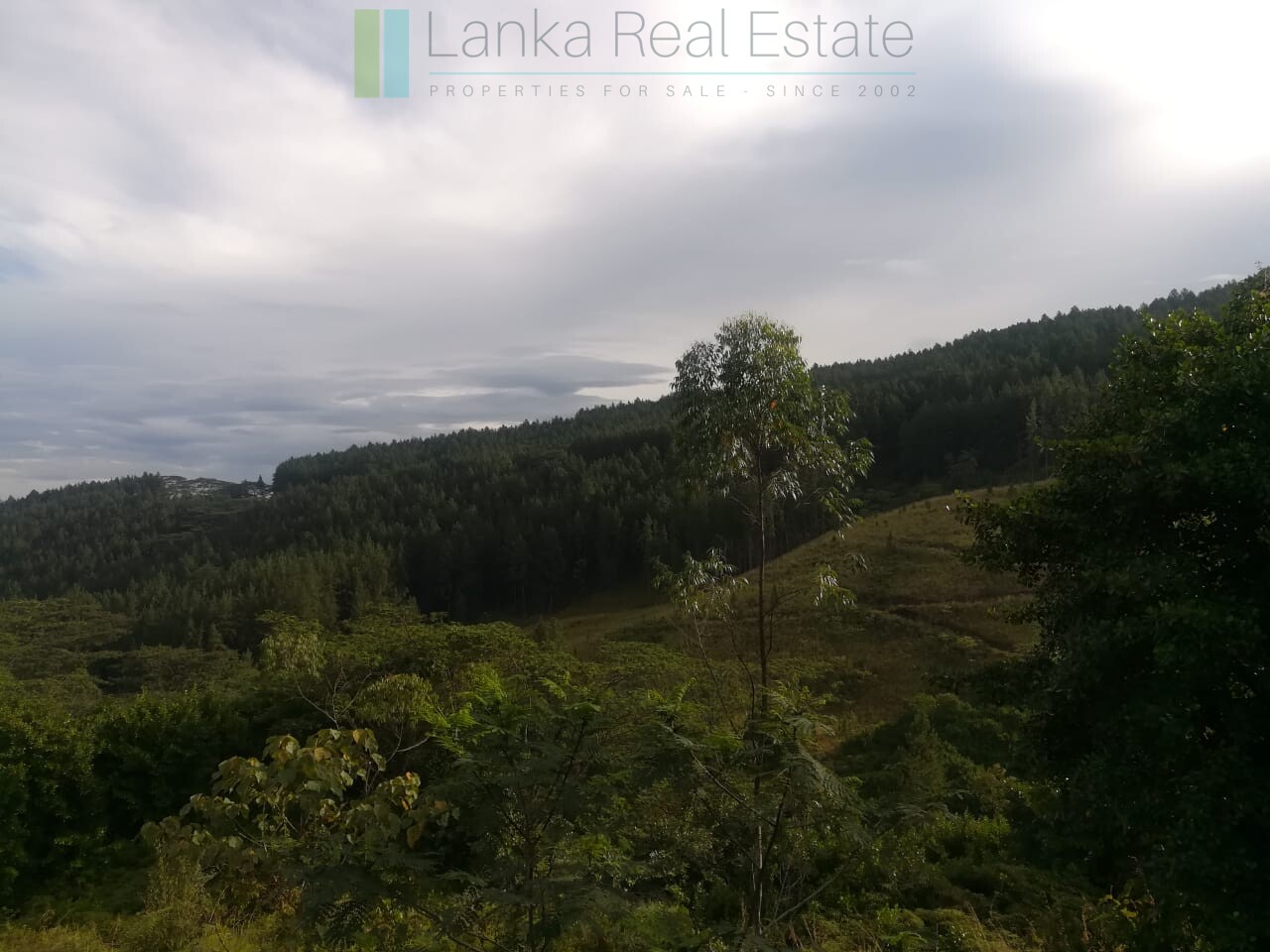 Thirty three acres in hill country with small tea estate