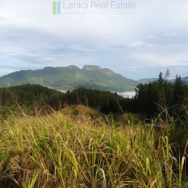 Thirty three acres in hill country with small tea estate