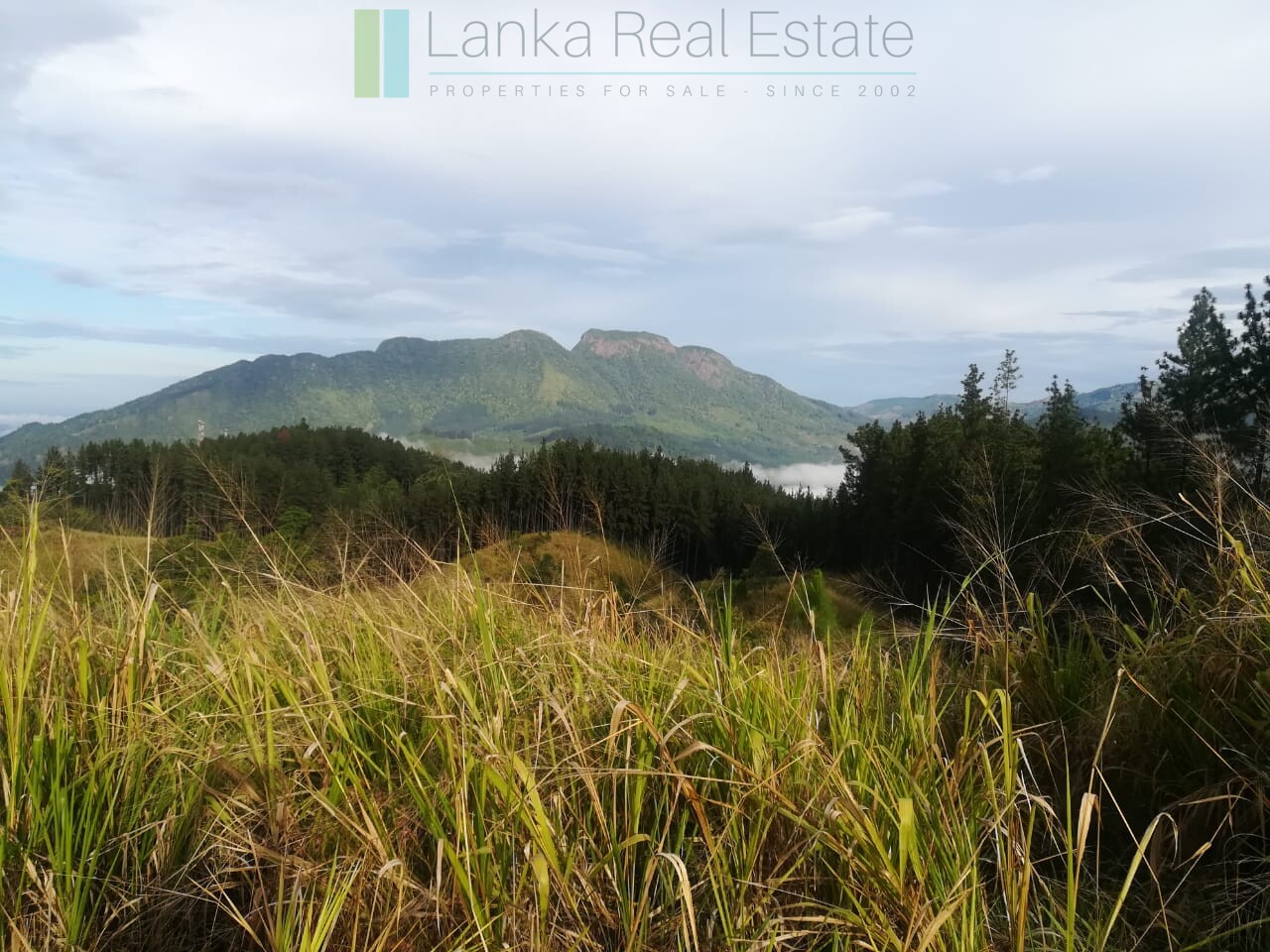 Thirty three acres in hill country with small tea estate