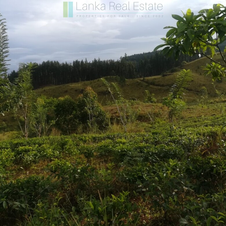 Thirty three acres in hill country with small tea estate