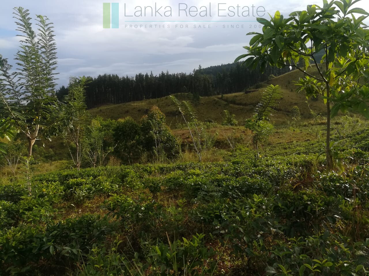 Thirty three acres in hill country with small tea estate