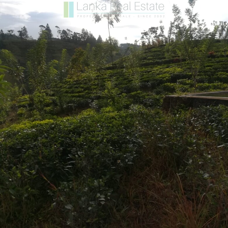 Thirty three acres in hill country with small tea estate