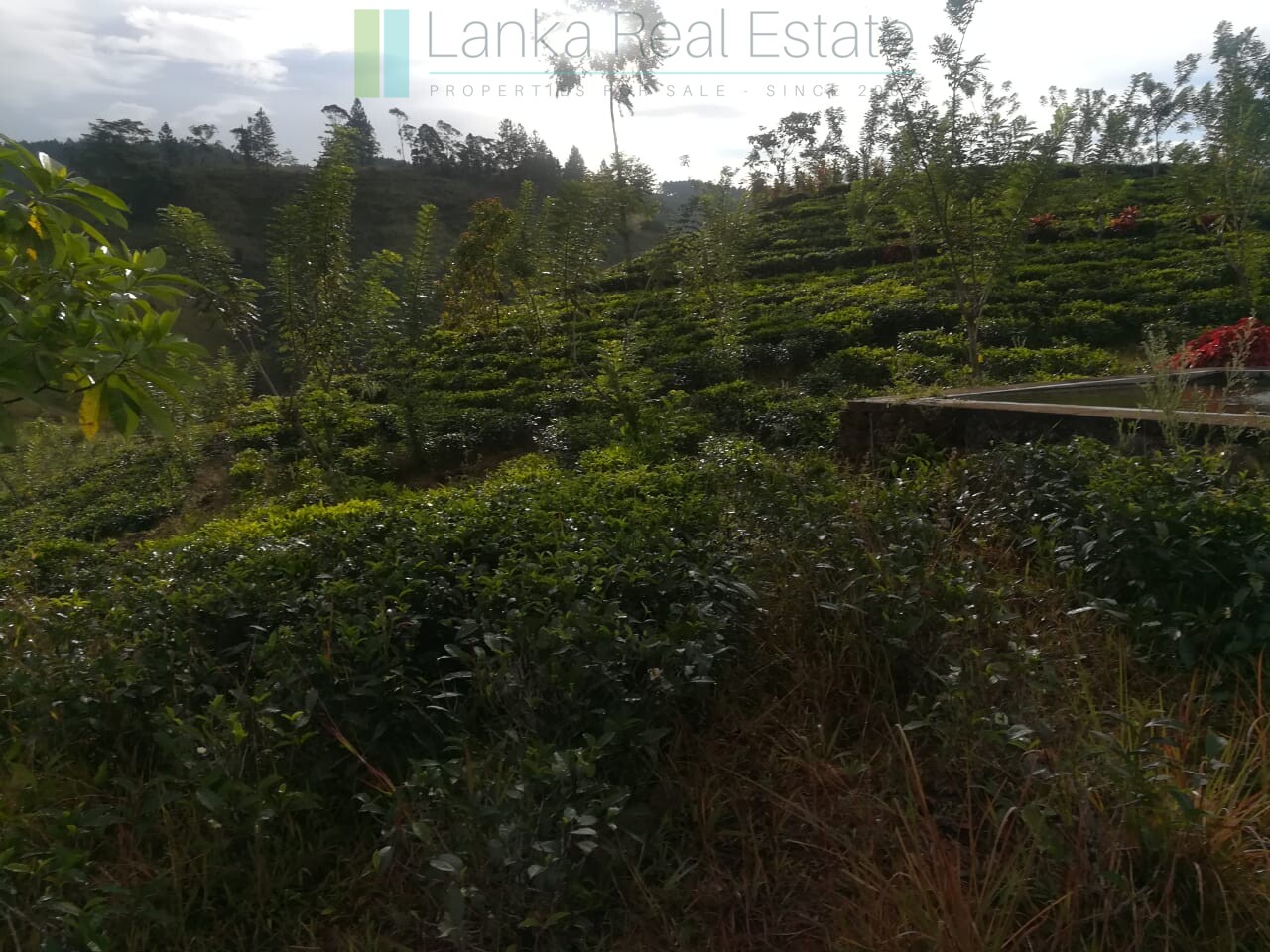 Thirty three acres in hill country with small tea estate